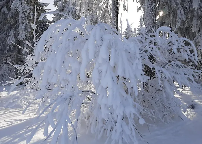 Waldblick Daire Oberhof (Thuringia)